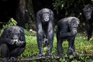 L’analyse d’ADN de chimpanzés aide à lutter contre leur braconnage