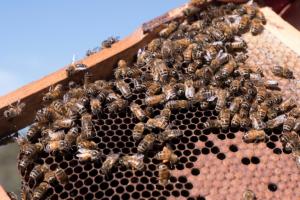 Six millions d&#039;abeilles euthanasiées en Australie pour éliminer un parasite