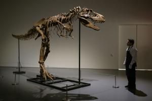 Un squelette de Gorgosaurus vendu 6,1 millions de dollars à New York