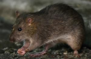 La Tanzanie identifie une mystérieuse maladie comme étant « la maladie du rat »