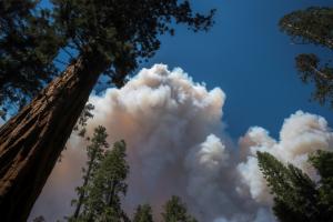 Un violent incendie menace les séquoias géants du parc de Yosemite 