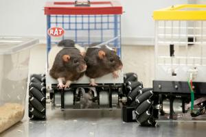 Santé mentale : des rats pour tester les thérapies comportementales 