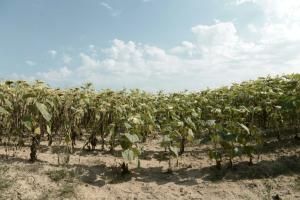Un champ de tournesols désséchés près de Monfort-en-Chalosse, dans les Landes, le 3 août 2022 © AFP Iroz Gaizka