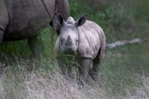 Bilan mitigé pour la conservation des rhinocéros, dressé par l’UICN