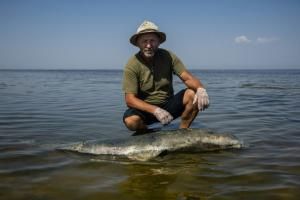 Guerre en Ukraine : vers une hécatombe des dauphins en mer Noire ?