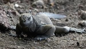 Des iguanes disparus il y a un siècle se reproduisent à nouveau aux Galapagos 