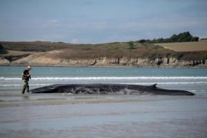 Une baleine échouée sur la plage de Ploéven, le 19 septembre 2022 dans le Finistère © AFP FRED TANNEAU