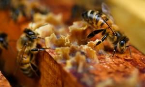 En 2022, abeilles et production de miel ont souffert du changement climatique