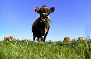 Nouvelle-Zélande : clivage autour d’un projet de taxe sur les émissions de gaz des vaches