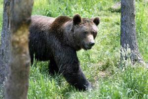 L&#039;ours des Pyrénées, discrètement surveillé pour assurer sa survie
