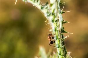 La « fourmi électrique », dangereuse et envahissante, détectée pour la première fois en France