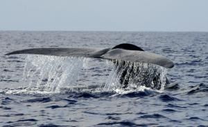  Les baleines bleues absorberaient plus de 40 kilogrammes de microplastique par jour
