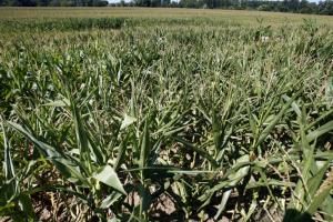 Etats-Unis : les anti-OGM contre les semences adaptées au changement climatique