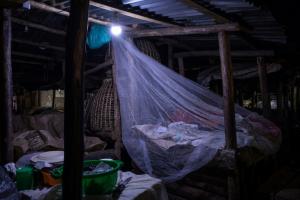 Paludisme : une espèce invasive de moustique gagne du terrain en Afrique
