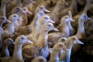 Grippe aviaire : face à la pire épidémie de son histoire, la France mise sur la vaccination