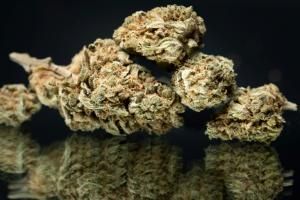 Cannabis : la vente de CBD sous toutes ses formes définitivement autorisée en France