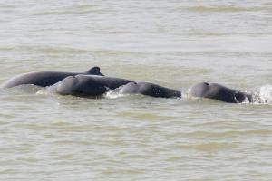 Le Cambodge veut créer des zones de protection pour les dauphins du Mékong