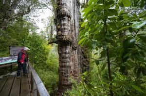Au Chili, un arbre de 5000 ans, témoin de l’adaptation aux variations climatiques