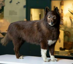 L&#039;exploit du célèbre chien américain Balto expliqué par son ADN, cent ans après