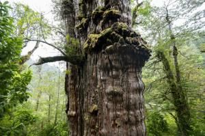 Au Chili, un arbre vieux de 5 000 ans, « capsule temporelle » de l&#039;adaptation au changement climatique