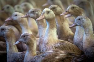 Grippe aviaire : des vaccins « très efficaces » sur les canards