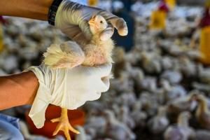 Grippe aviaire : un virus en évolution rapide, avertissent des experts 