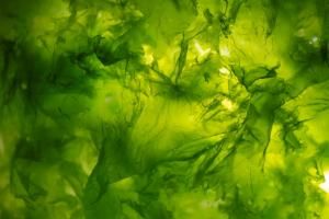 Climat : la culture d’algues ne pourra pas faire de miracles, selon des scientifiques 