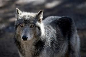 Les loups, comme les chiens, savent distinguer les voix humaines