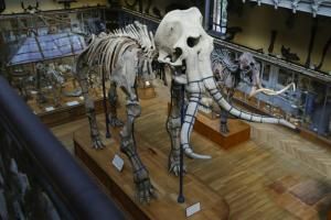 Le squelette du mammouth de Durfort s&#039;est refait une beauté