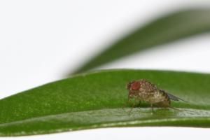 Des mouches créées par des chercheurs, capables de se reproduire sans fécondation