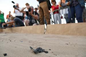En France, les pontes de tortues marines se multiplient et interrogent les scientifiques 
