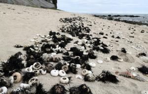 La Réunion : plus de 5 000 oursins retrouvés morts en un mois