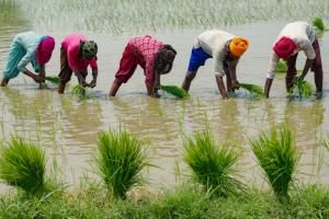 L&#039;envol des prix du riz préfigure les risques alimentaires liés au climat