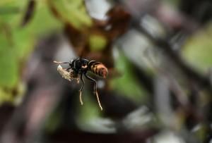Désorientés par le changement climatique, les insectes restent (très) présents en automne