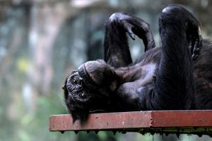  La ménopause existe aussi chez les femelles chimpanzés