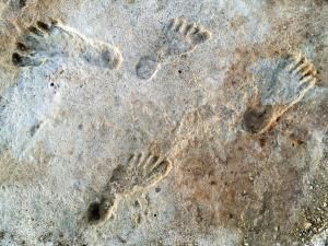 Des empreintes de pas vieilles de 23 000 ans, nouvelles preuves du peuplement précoce de l&#039;Amérique