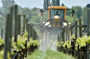 Pesticides et leucémies chez l&#039;enfant : une étude précise les risques liés à la proximité de vignes 
