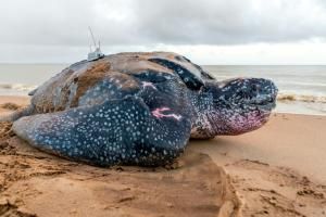 En Guyane, les tortues marines en danger malgré des pontes en hausse