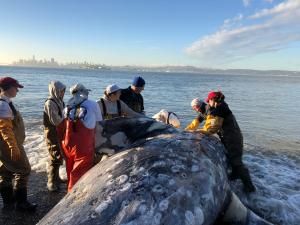 Hécatombe de baleines grises sur les côtes du Pacifique Nord, un mystère résolu 