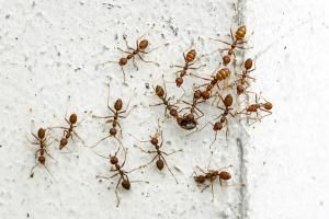 La « personnalité » des fourmis conditionne celle de leur colonie 