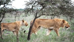 Comment une fourmi invasive a poussé les lions à modifier leur régime alimentaire 