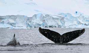  Les vagues de chaleur marine, nouvelle menace pour les baleines à bosses ?