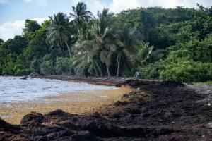 L&#039;imbroglio du statut juridique des sargasses, fléau des plages de Guadeloupe