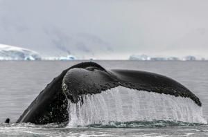 Sur les traces des baleines à bosse dans les eaux glacées de l&#039;Antarctique 
