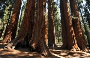Le séquoia géant, absorbeur de carbone menacé en Californie, prolifère au Royaume-Uni 