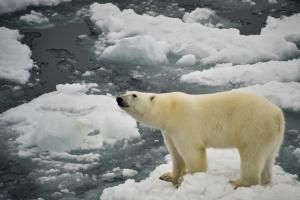 Des ours polaires aux eaux souterraines, &quot;aucun écosystème n&#039;échappe&quot; aux &quot;polluants éternels&quot; 