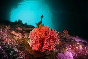 Un corail rouge observé dans les eaux peu profondes de Patagonie pour la première fois