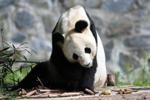 Des pandas de l&#039;étranger rentrent en Chine assurer la survie de l&#039;espèce 