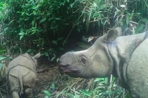 Indonésie : le rhinocéros de Java en très grand danger après une vague de braconnage 