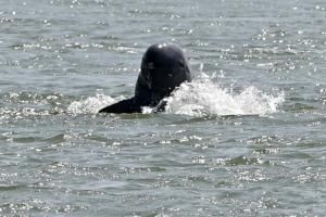 Espoir pour les dauphins dans le Mékong : leur nombre remonte au-dessus de 100